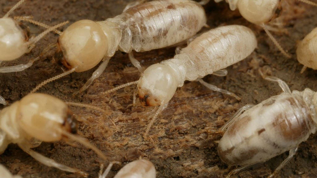 Diệt mối 