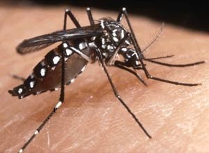 Muỗi Aedes