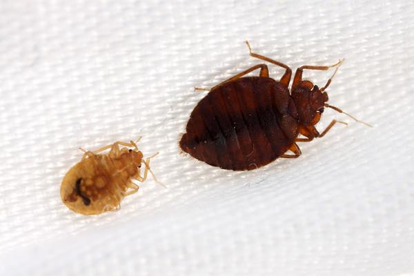 Diệt rệp giường